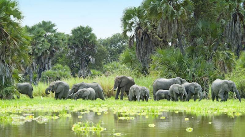 2 Days - 1 Night Selous Safari From Zanzibar