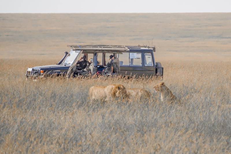 2 Days - 1 Night Serengeti Safari From Zanzibar