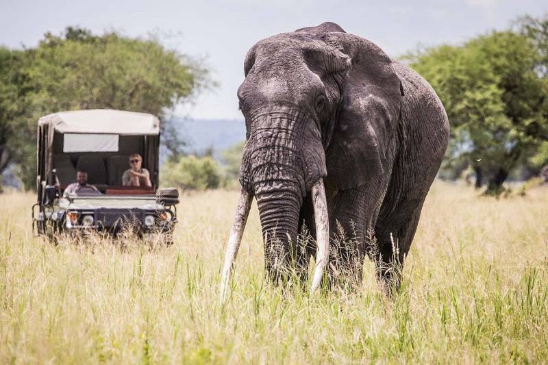 2 Days - 1 Night Serengeti Safari From Zanzibar