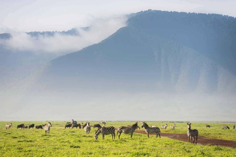 3 Night 4 Day Serengeti Safari - Ngorongoro Crater Package