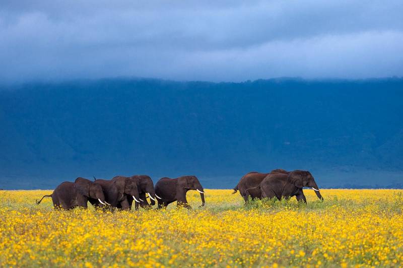 3 Night 4 Day Serengeti Safari - Ngorongoro Crater Package