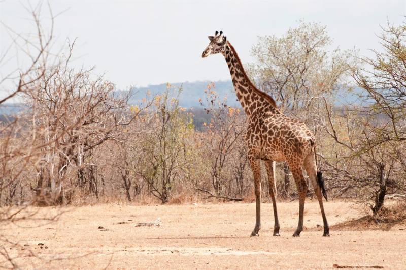 5 Nights 6 Days Zanzibar - Selous Safari Package