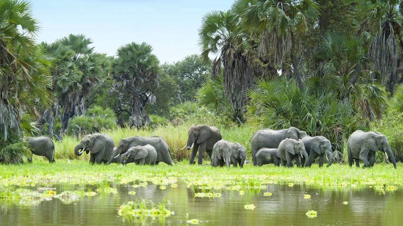 5 Nights 6 Days Zanzibar - Selous Safari Package