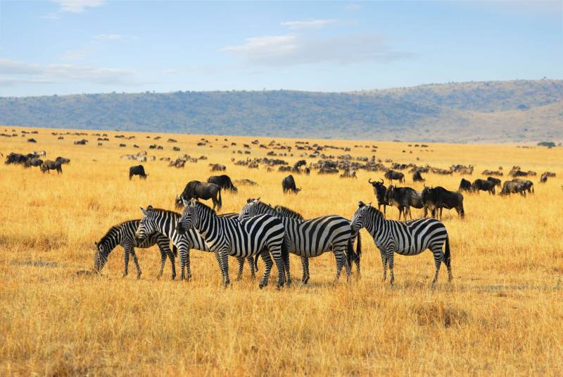 3 Days - 2 Nights Serengeti Safari Tour From Zanzibar