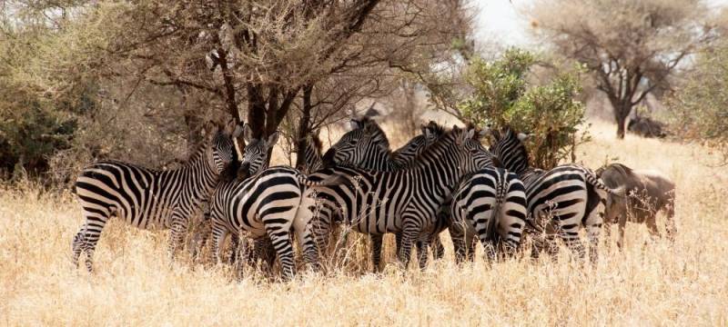 3 Days - 2 Nights Serengeti Safari Tour From Zanzibar