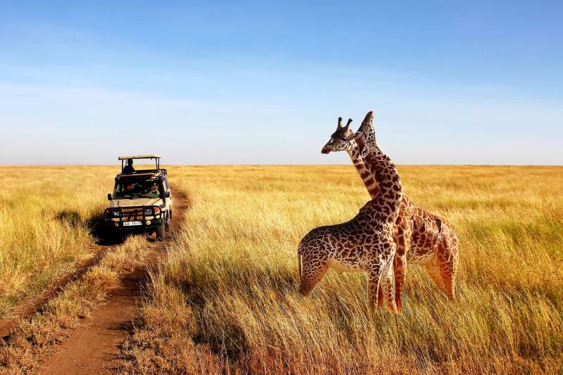 10D Zanzibar - Stone Town - Serengeti - Zanzibar - Southern Coast Tour