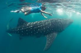 1 Day Mafia (with Whale Shark) From Zanzibar