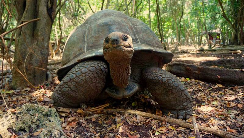 Prison Island + Nakupenda Sandbank Full Day Boat Excursion