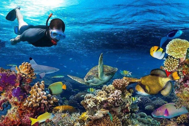 Mnemba Atoll Boat Excursion