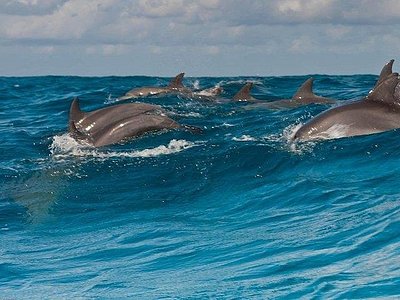 Mnemba Atoll Boat Excursion