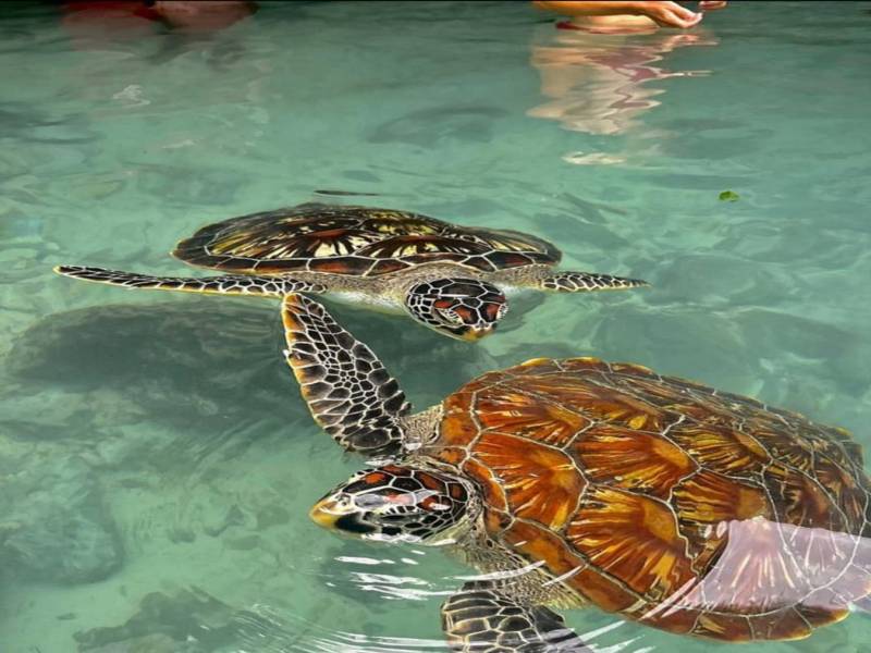 PUNGUME SANDBANK & SALAM CAVE