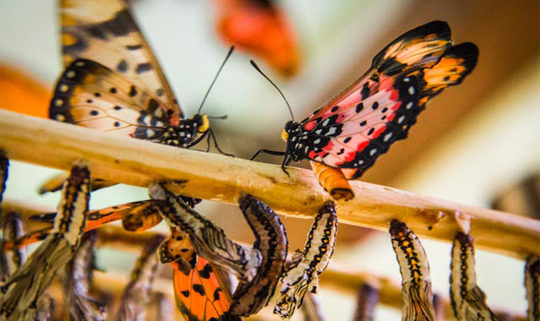 Butterfly Center + Jozani Forest + Stone Town Tour | Full Day Excursions