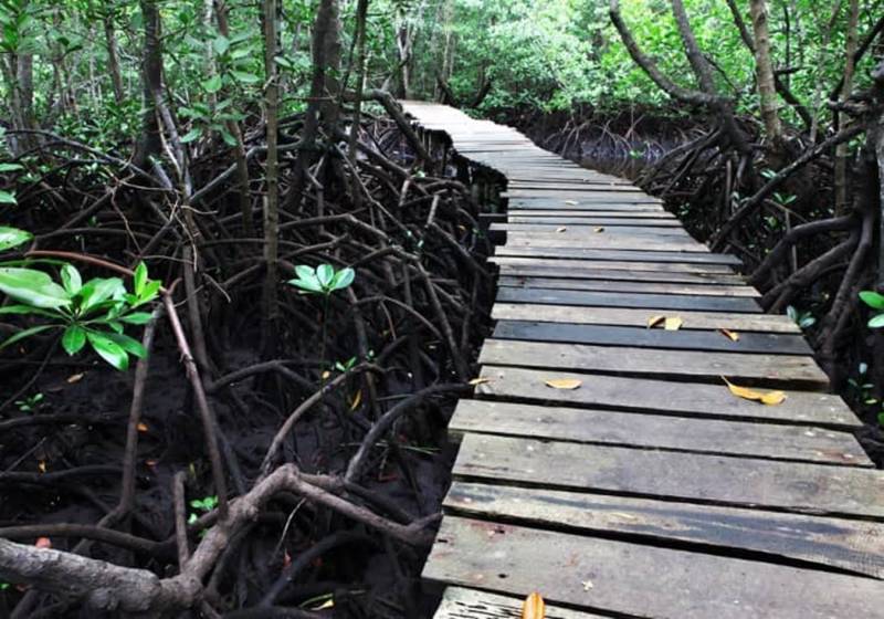 Butterfly Center + Jozani Forest + Stone Town Tour | Full Day Excursions