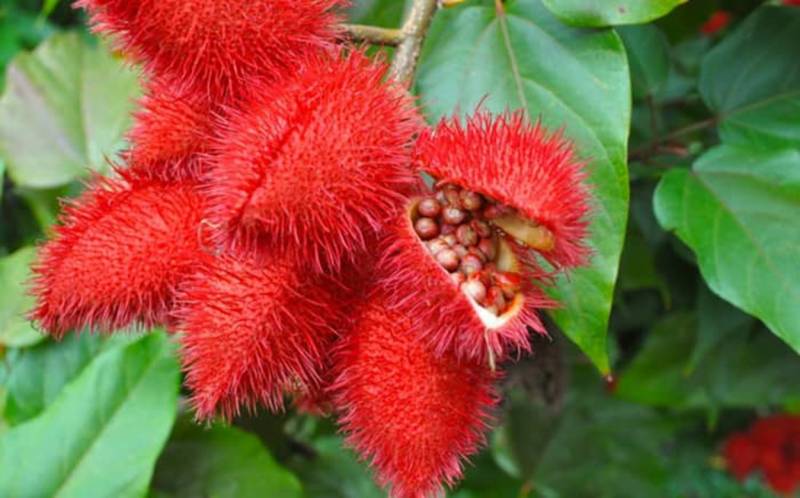 Spicy Farm Tour - Stone Town City Tour + Prison Island (including Local Lunch At Spice Farm)