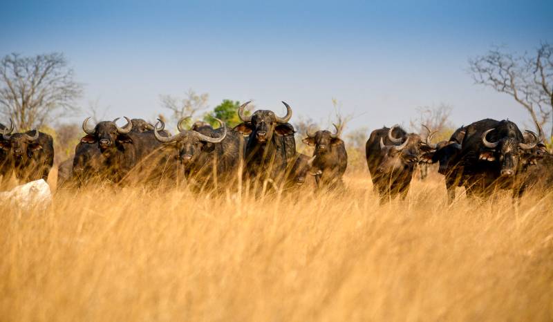 1 Day Serengeti Private Charter Flight (pc12 or C208) from Zanzibar