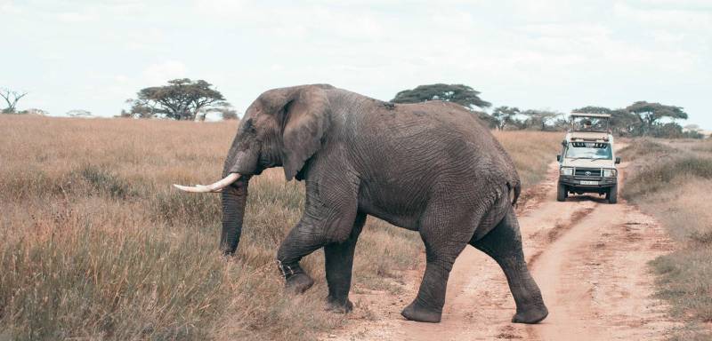 1 Day Serengeti Private Charter Flight (pc12 or C208) from Zanzibar