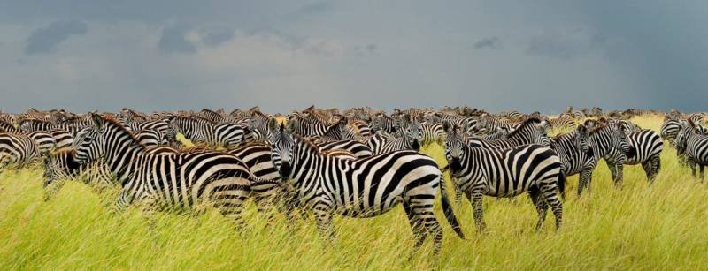 1 Day Serengeti Private Charter Flight (pc12 or C208) from Zanzibar