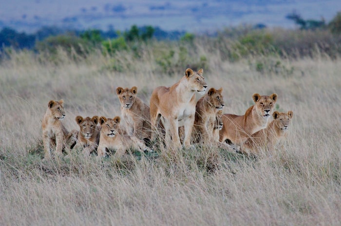 1 Day Serengeti Private Charter Flight (pc12 or C208) from Zanzibar
