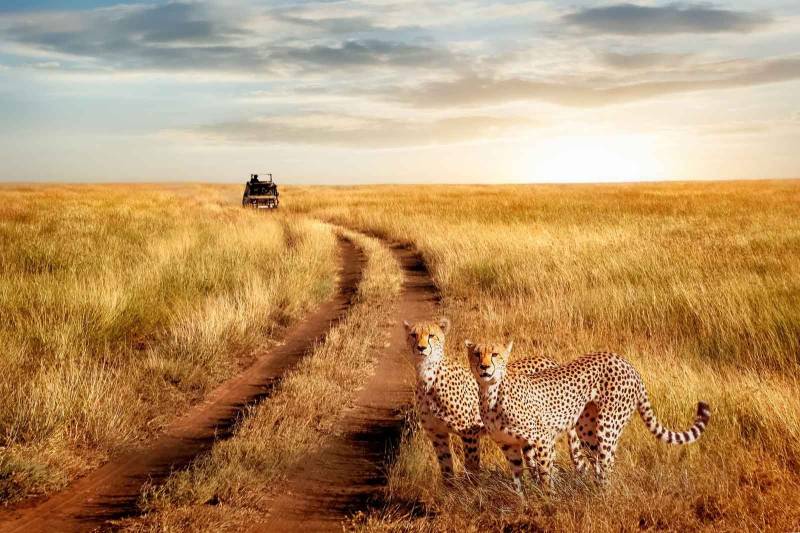 1 Day Serengeti Private Charter Flight (pc12 Or C208) From Zanzibar