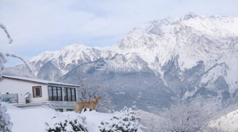 Camping At Auli  2 Night 3 Days Plan