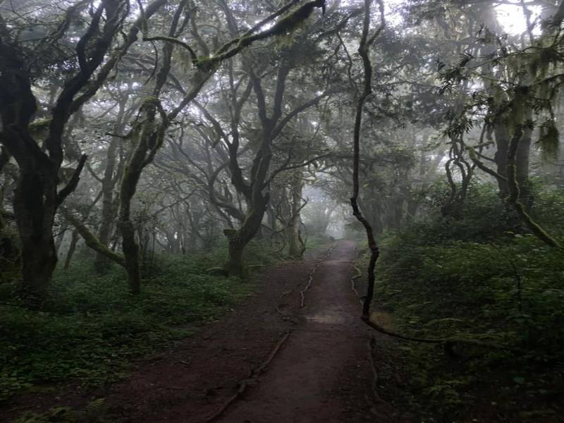 Two Days One Night Mount Kilimanjaro Climbing Via Marangu