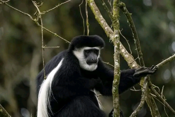 Day Trip to Mount Kilimanjaro