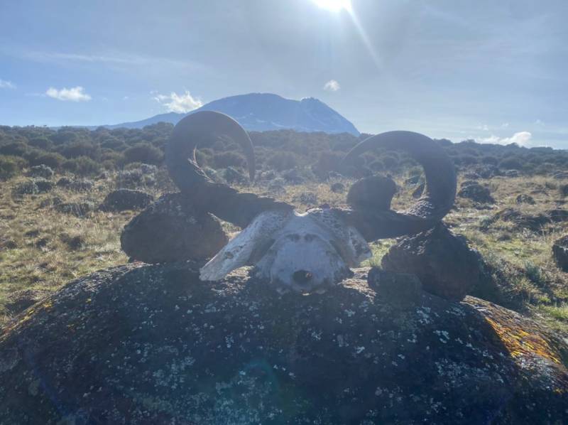 Two Days Mount Kilimanjaro Climbing Via Londorrosi Gate