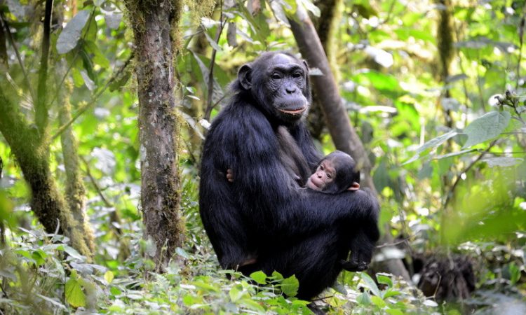 Kibale Forest And Bwindi Impenetrable National Park Expedition 10Days Tour