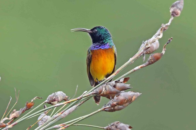 Rwanda Birding Tour - 9 Days Image