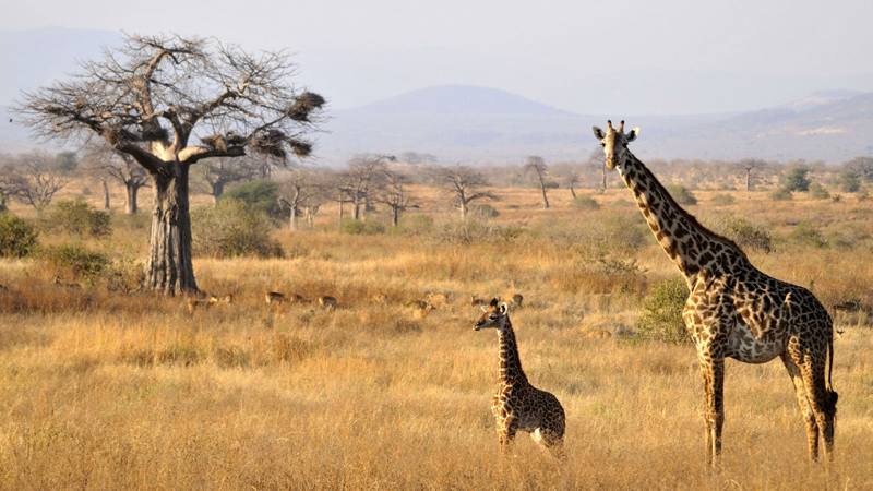 Dar-Mikumi-Ruaha-Iringa-Udzungwa-Selous-Dar 13 Days Tour