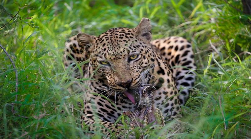 4 Days/3 Nights Tanzania Safari Tours To Tarangire, Manyara & Ngorongoro Crater