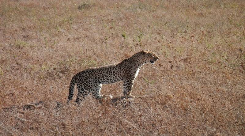 6 Days Safari To Arusha, Tarangire, Lake Manyara, Serengeti And Ngorongoro Crater