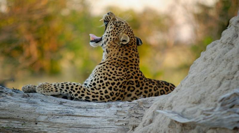 7 Days Tanzania Safari Luxury Private Tour