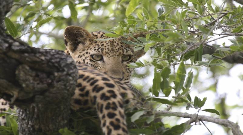 6 Days Calving Season Serengeti Migration Safari Private Tour Package