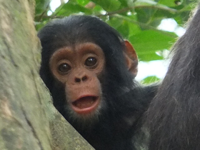 4-Day Gombe In-Depth Chimpanzee Safari Lake Tanganyika