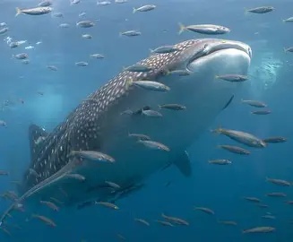 3-Day Whale Sharks Trip To Mafia Island