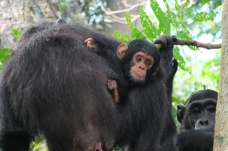 Queen Elizabeth Wildlife - Gorilla Trekking Adventure Tour