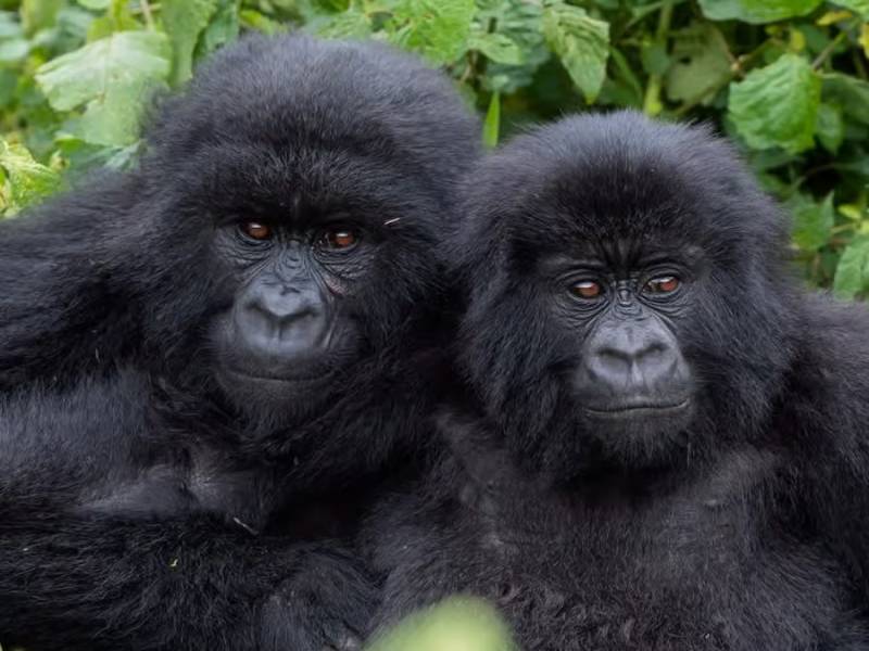 Rwanda Majestic Gorillas - Scenic Lakes Tour