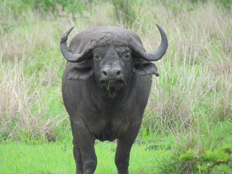 Day Excellent Opportunity Touring Nyerere National Park