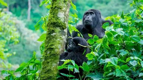3-Day The Ultimate Bwindi Gorilla Adventure