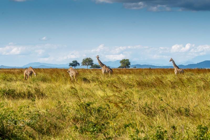 Safari Explore Southern Circuit Tour