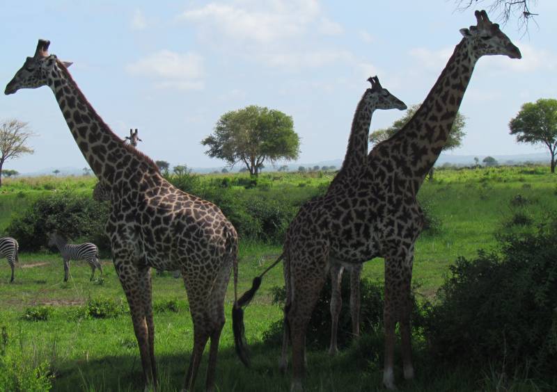 2 Days Mikumi National Park Safari - Maasai Boma Visit