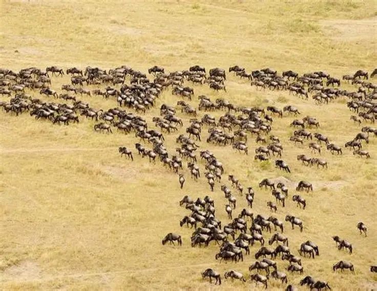 Serengeti Wildebeest Migration Safari Tour