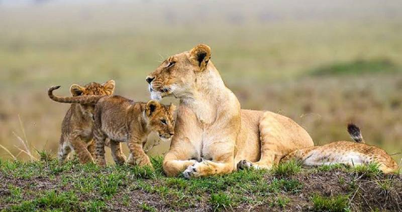 8-Day Big 5 Safari To Great Lakes Of Kenya & Maasai Mara