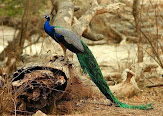 4 Night 5 Day Jaipur Rajasthan Wild Life  B2b