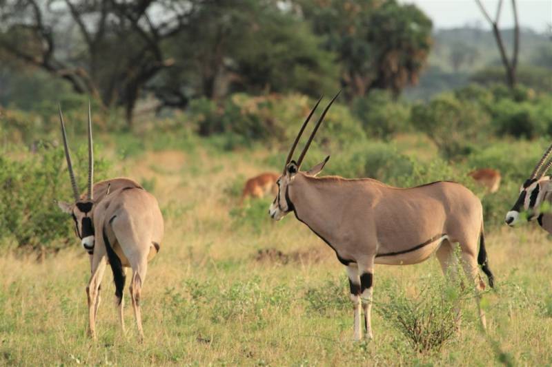4 Days Ol Pejeta & Samburu Private Ke4 Days Ol Pejeta & Samburu Private Kenya Safarinya Safari