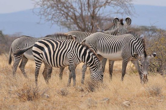 4 Days Ol Pejeta & Samburu Private Ke4 Days Ol Pejeta & Samburu Private Kenya Safarinya Safari