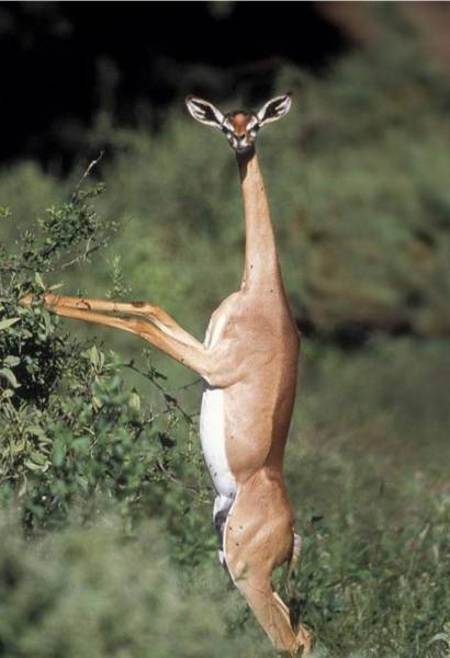 4 Days Ol Pejeta & Samburu Private Ke4 Days Ol Pejeta & Samburu Private Kenya Safarinya Safari