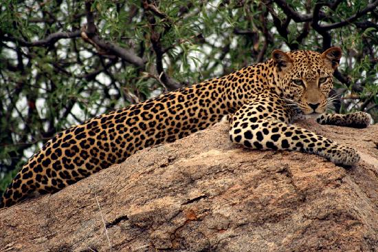 4 Days Ol Pejeta & Samburu Private Ke4 Days Ol Pejeta & Samburu Private Kenya Safarinya Safari