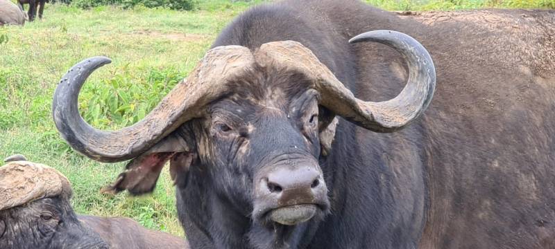 4 Days Maasai Mara & Lake Naivasha Safari